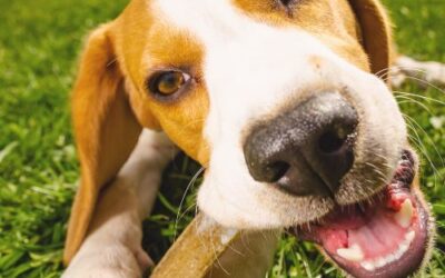Waarom is kauwen belangrijk voor je hond?