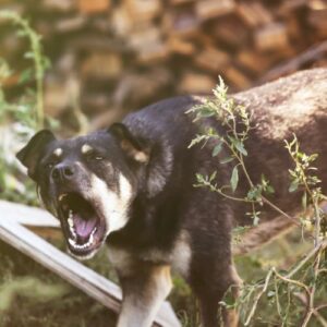 Mantrailen met reactieve hond Mantrailen reactieve hond